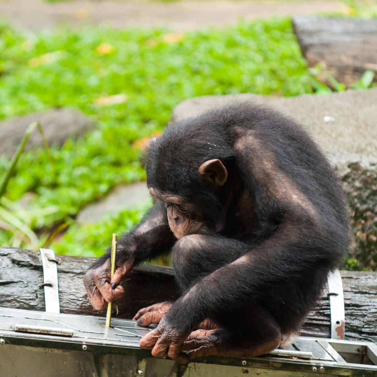 Chimpancé utiliza herramientas para coger fruta de una caja