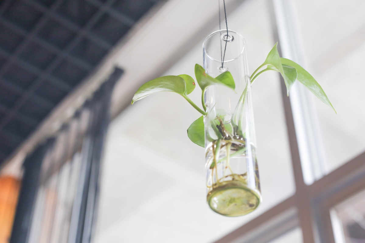 planta en un contenedor creativo artesano hecho con vidrio reciclado