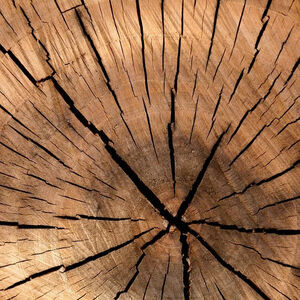 detalle de tronco de un árbol con grietas características de madera de coníferas